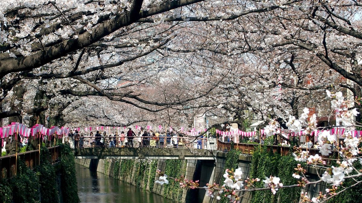 Cherry blossoms are in full bloom around the world 0